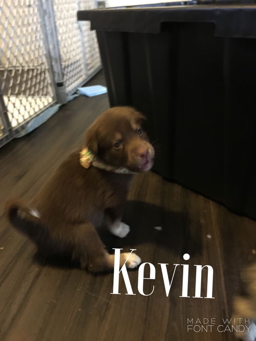 Kevin