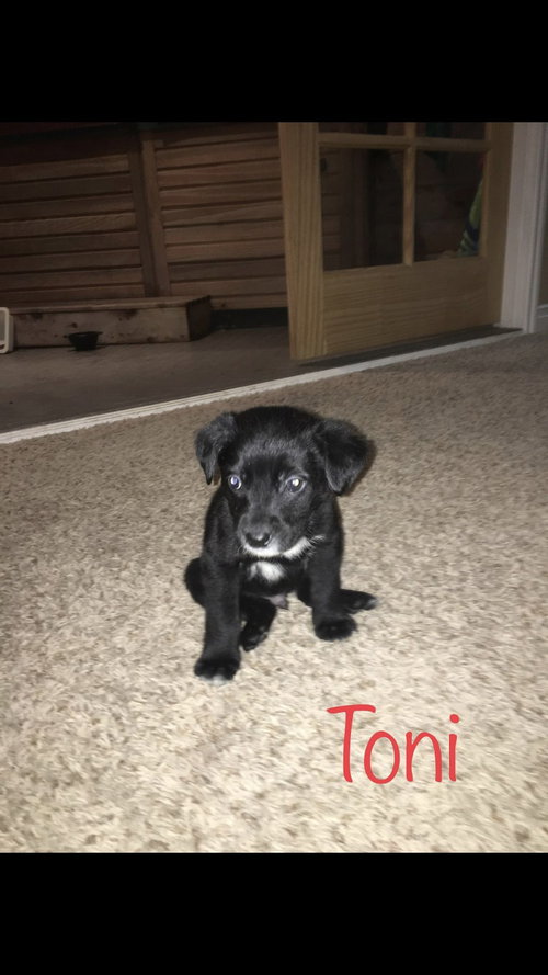 Toni
