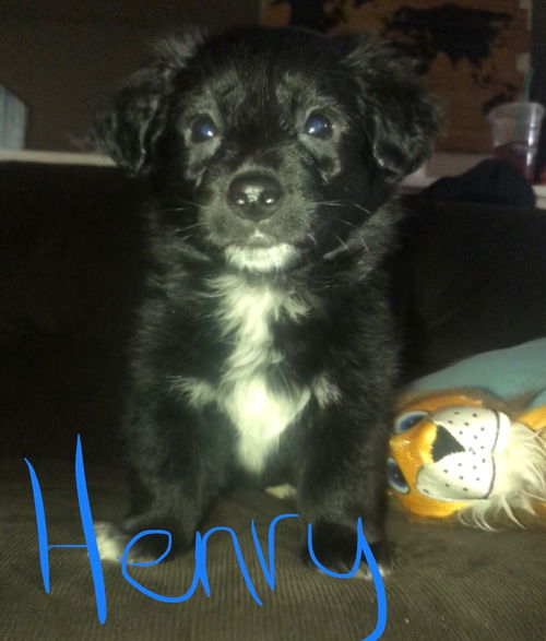 Henry