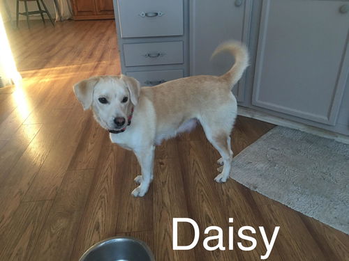 Daisy