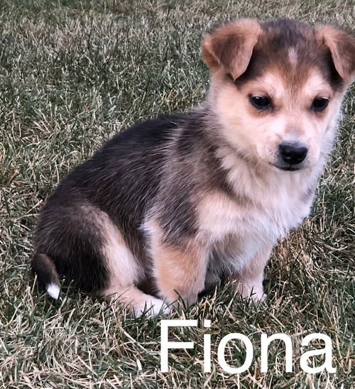 Fiona