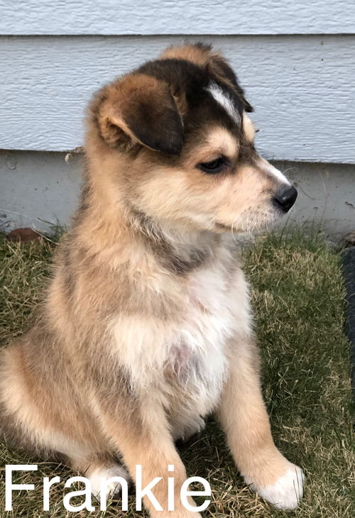 Frankie