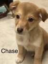 Chase