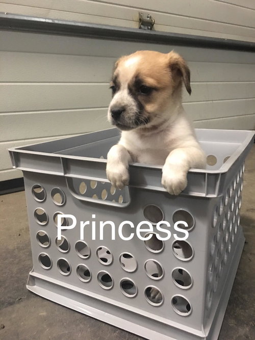 Princess