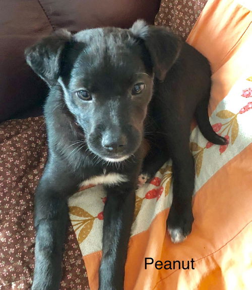 Peanut (TB Litter)