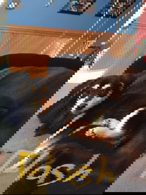 Flash