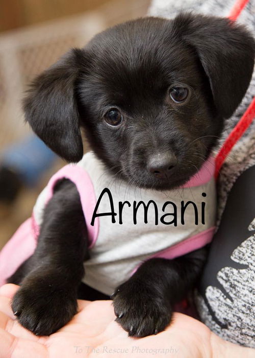 Armani