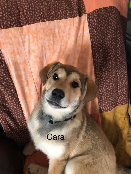 Cara