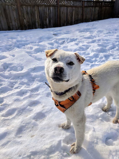 Polar