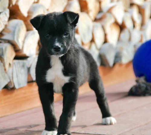 Pip