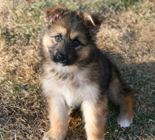 Tundra