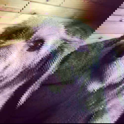 Flopsy