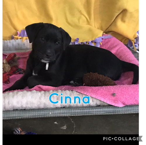 Cinna