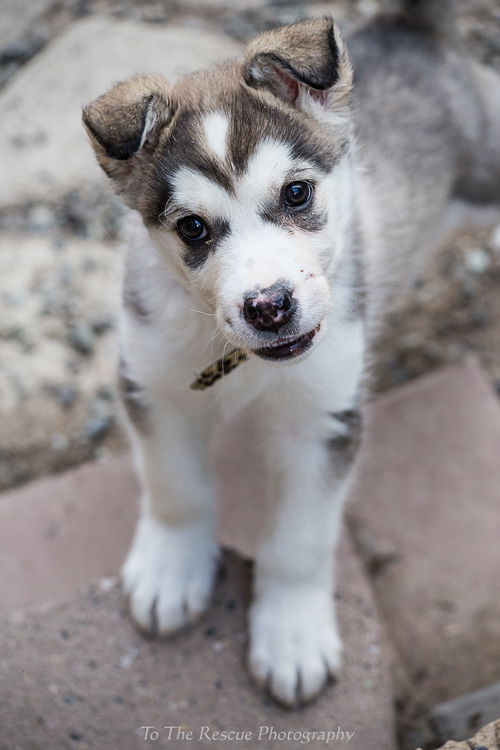 Juno