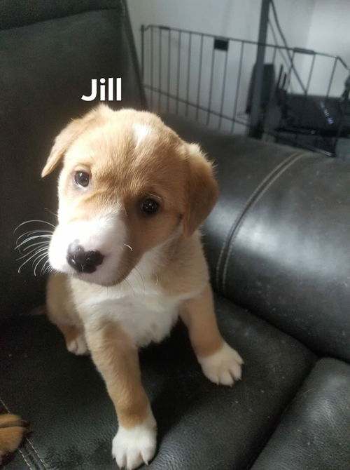 Jill