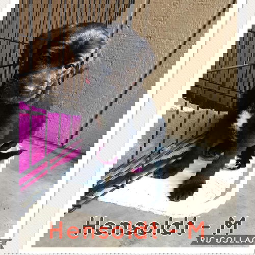 Hensoldt