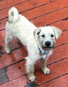 Tundra Gus