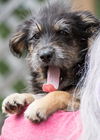 Gretchen