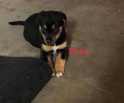 Bailey's Litter- Elvira