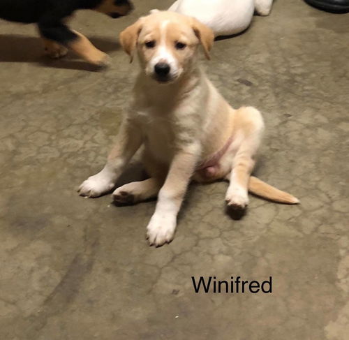 Winifred