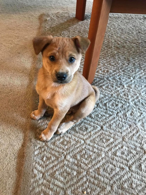 Pip