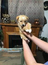 Twinkie