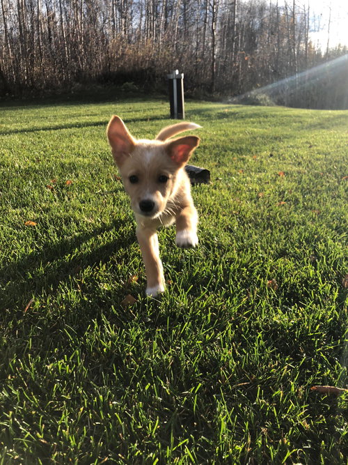 Twinkie