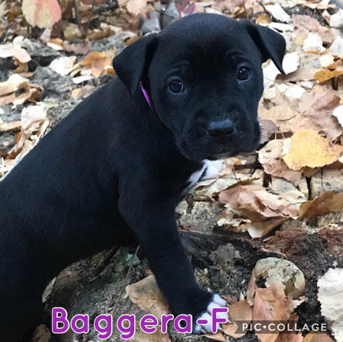 Bagheera