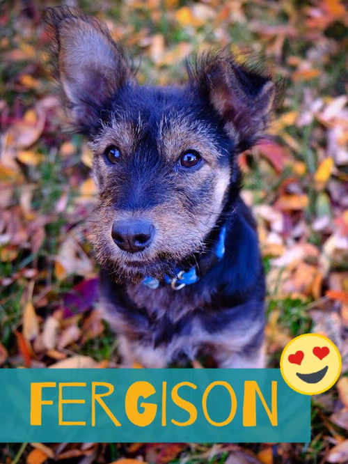 Fergison