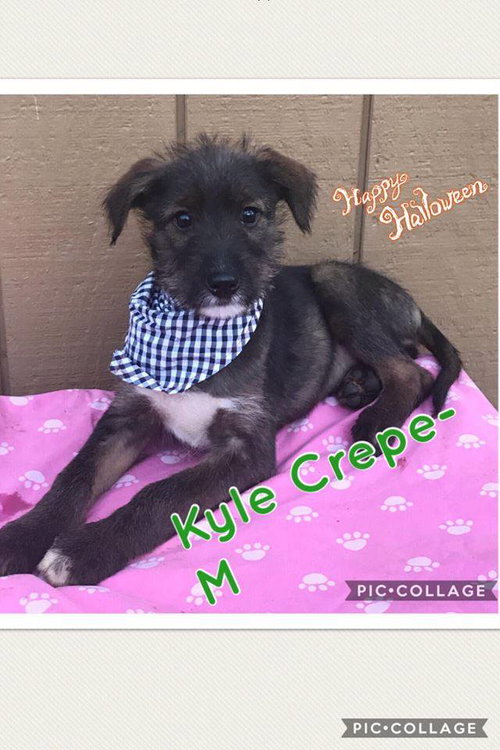 Kyle Crepe