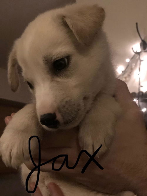 Jax