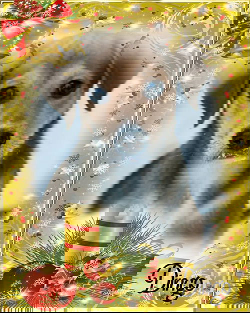 Dingo