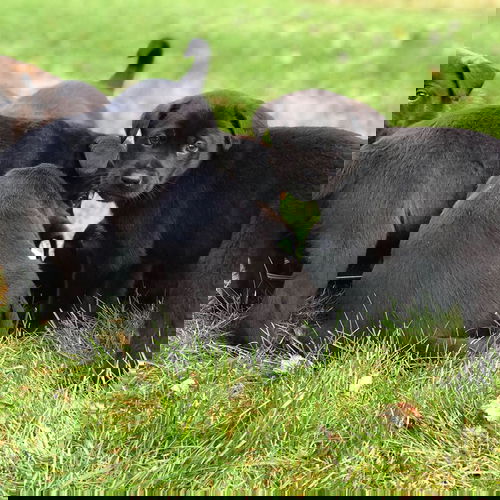 Barley