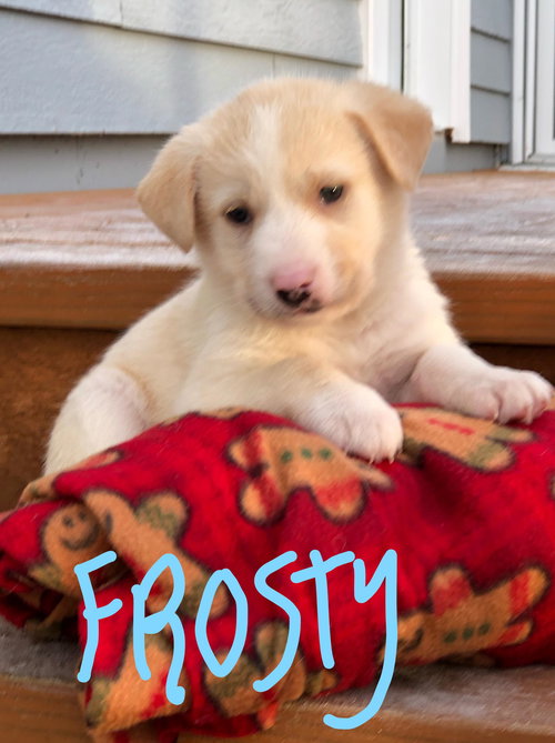 Frosty