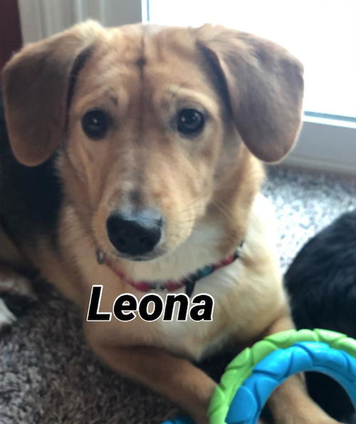 Leona