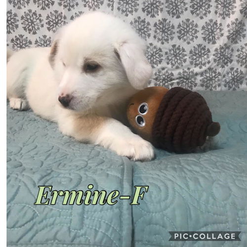 Ermine