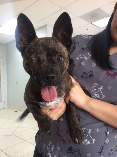 Brindle store heeler mix