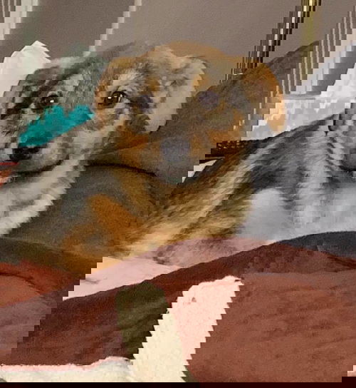 Han