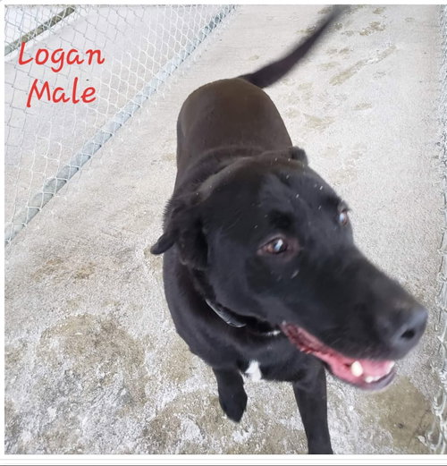 Logan