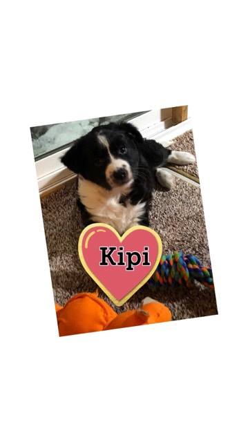 Kipi