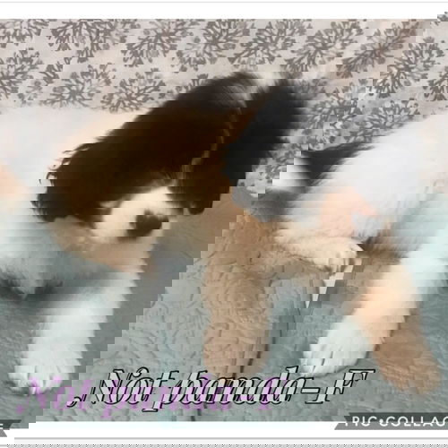 Not Panda