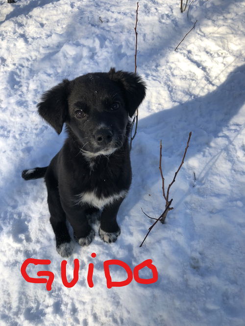 Guido