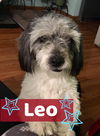 Leo