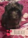 Blackie