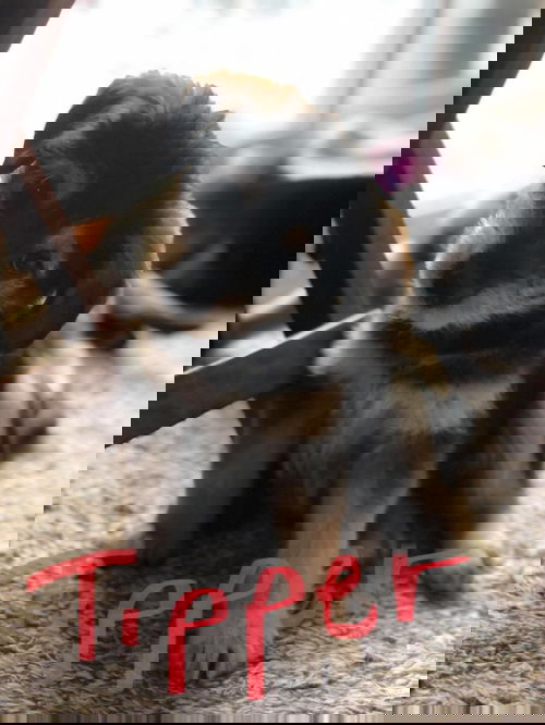 Tipper