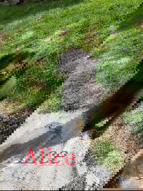 Alice