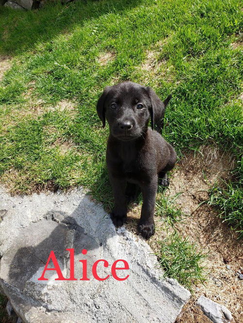 Alice