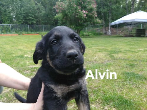 Alvin