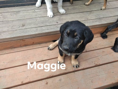 Maggie