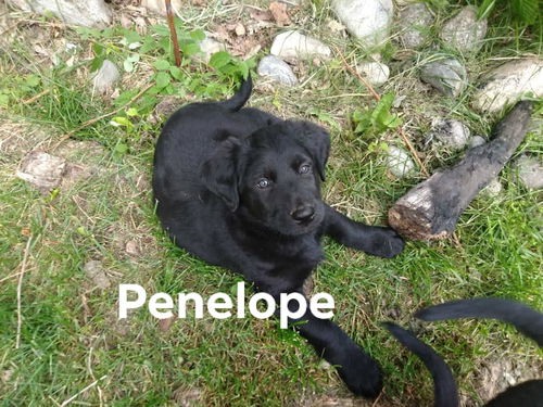 Penelope